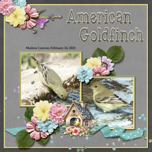 American_Goldfinch_3_small