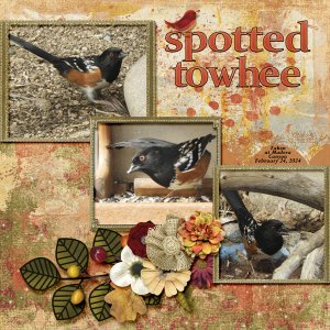 Spotted_Towhee_1_small
