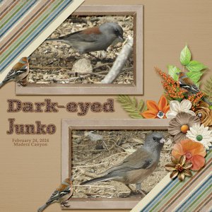 Dark-eyed_Junko_1_small