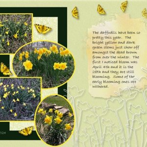 Daffodils