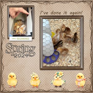New Chicks