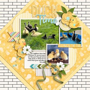 Neighbors-Ducks
