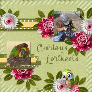 Curious Lorikeets