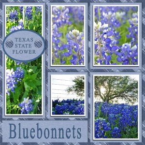 Bluebonnets