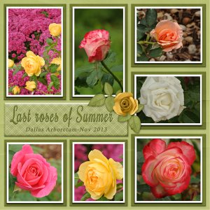 Last roses of Summer