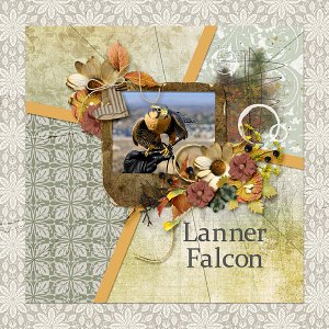Lanner Falcon