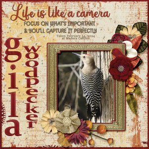 Gila_Woodpecker_3_small