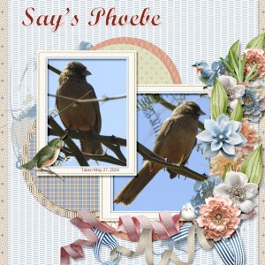 Say_s_Phoebe_small