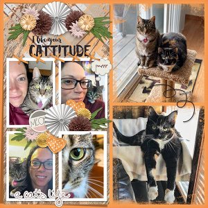 Cattitude