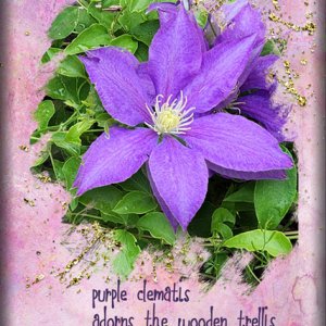 ATC 2024-015 Purple Clematis