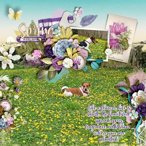 Spring in full bloom