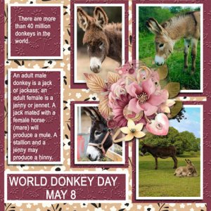 WORLD DONKEY DAY