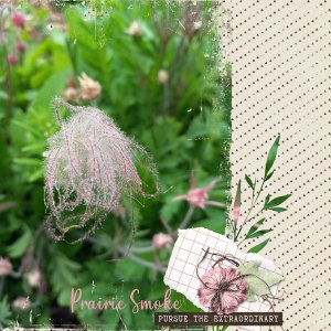 Prairie Smoke