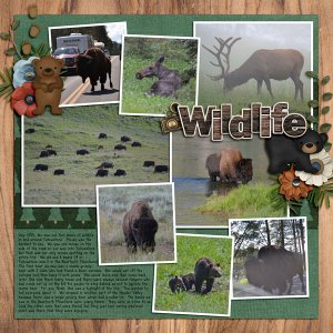 Wildlife Sightings