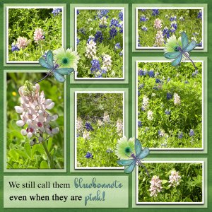 We still call them bluebonnets even when they are pink