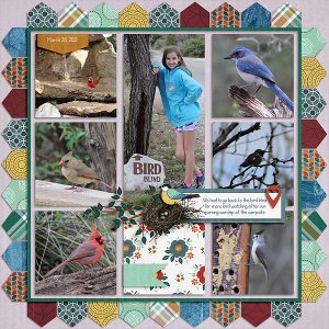 Bird Blind