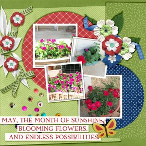 My Flowers 2013