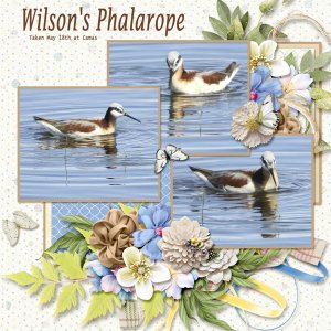 Wilson_s_Phalarope_small