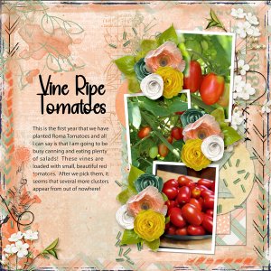 Vine Ripe Tomatoes