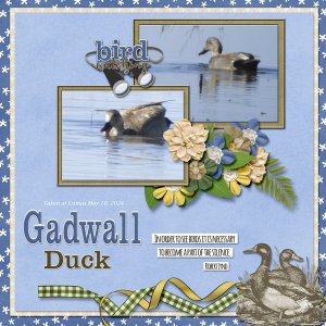 Gadwall_small