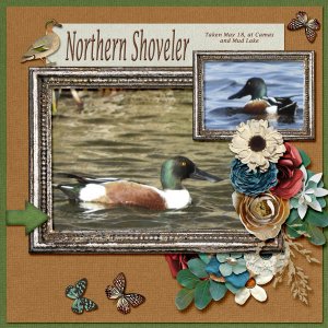 Northern_Shoveler_small