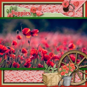 Poppies