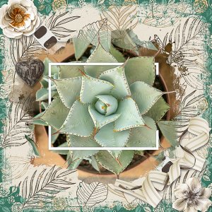 Succulents