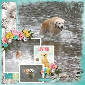 live-love-bark-buzzbee-scra