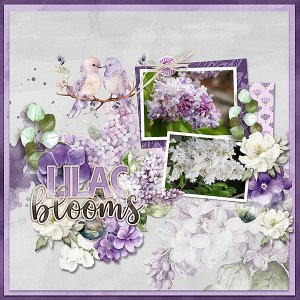Lilacs