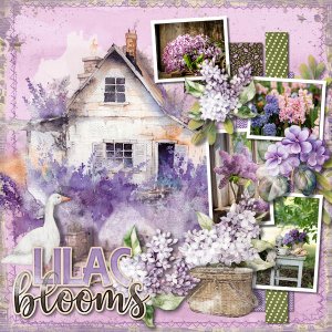 Lilac Blooms