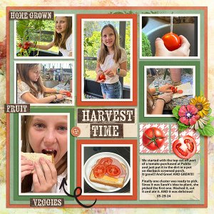 Harvest Time