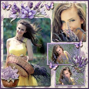 Field of Lavendar