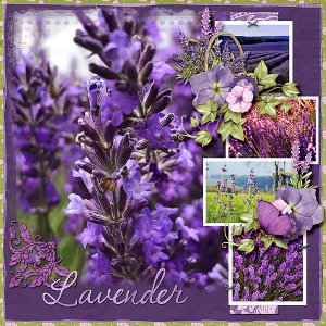 Lavender