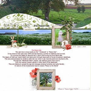 The Peace Oak ( Kemmel- Heuvelland)