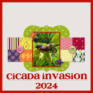 Cicada Invasion 2024
