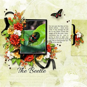 The Beetle