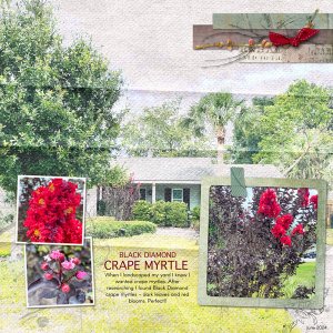 Black Diamond Crape Myrtle