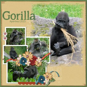 Gorilla