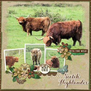 Scotch Higlander