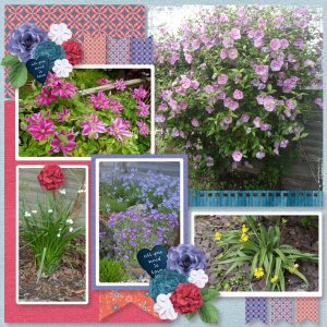 Our garden in the Summer
