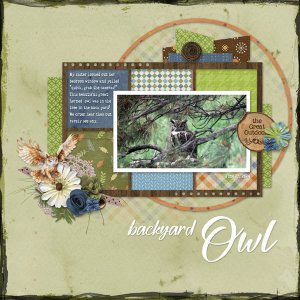 Backyard Owl