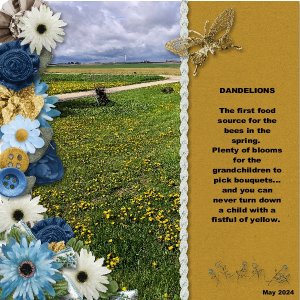 Dandelions