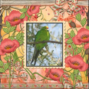 Kakariki (Red + Yellow-crowned parakeets)