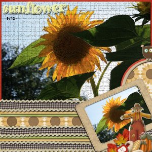 Sunflower