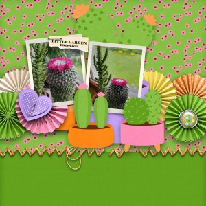 Little Cacti
