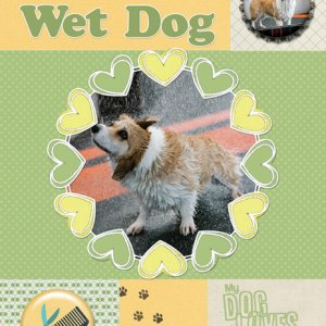 Wet Dog