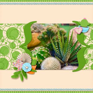 Little Cacti