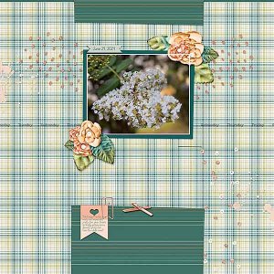 GS-TC3-724-WhiteCrepeMyrtles62924