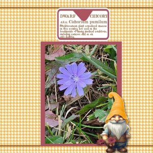 DWARF CHICORY