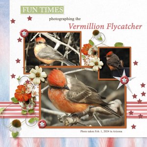 Vermillion_Flycatcher_small1
